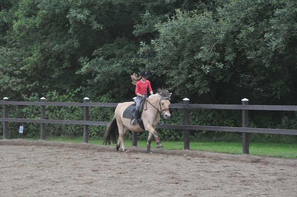 Fjordhest tronelunds sandre billede 10