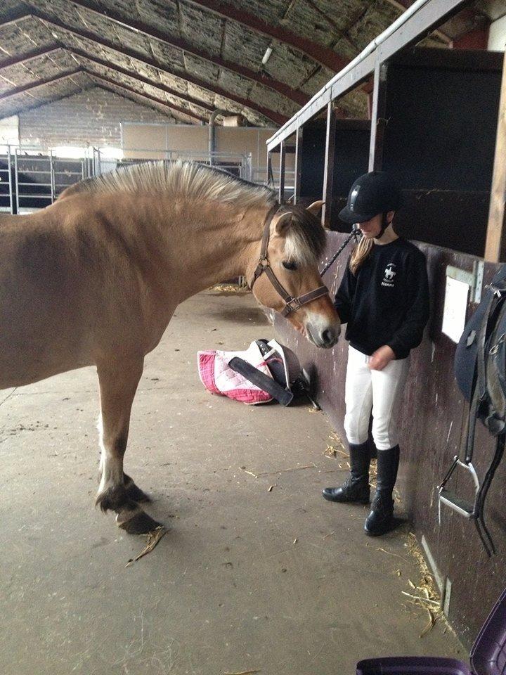 Fjordhest tronelunds sandre billede 11