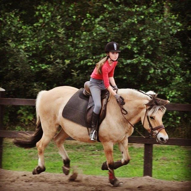 Fjordhest tronelunds sandre billede 12