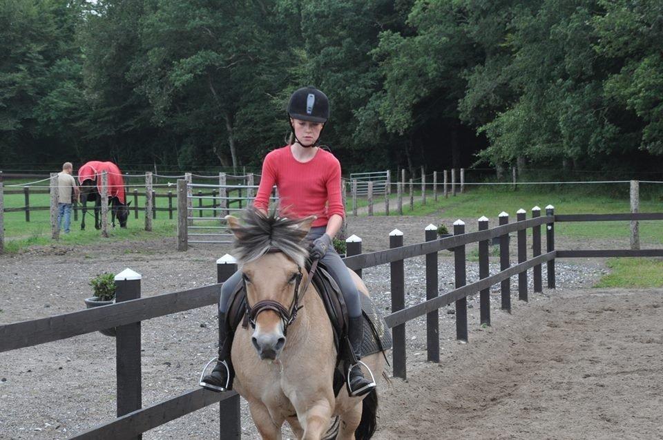 Fjordhest tronelunds sandre billede 13