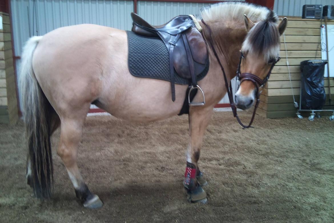 Fjordhest tronelunds sandre billede 14