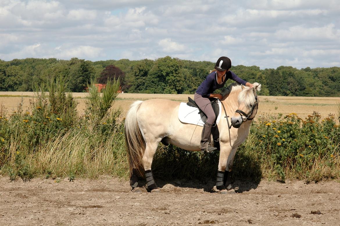 Fjordhest Mølbys Appollon<3 - Sødeste, sødeste pony<33 billede 19
