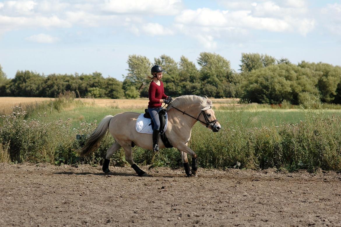 Fjordhest Mølbys Appollon<3 billede 15