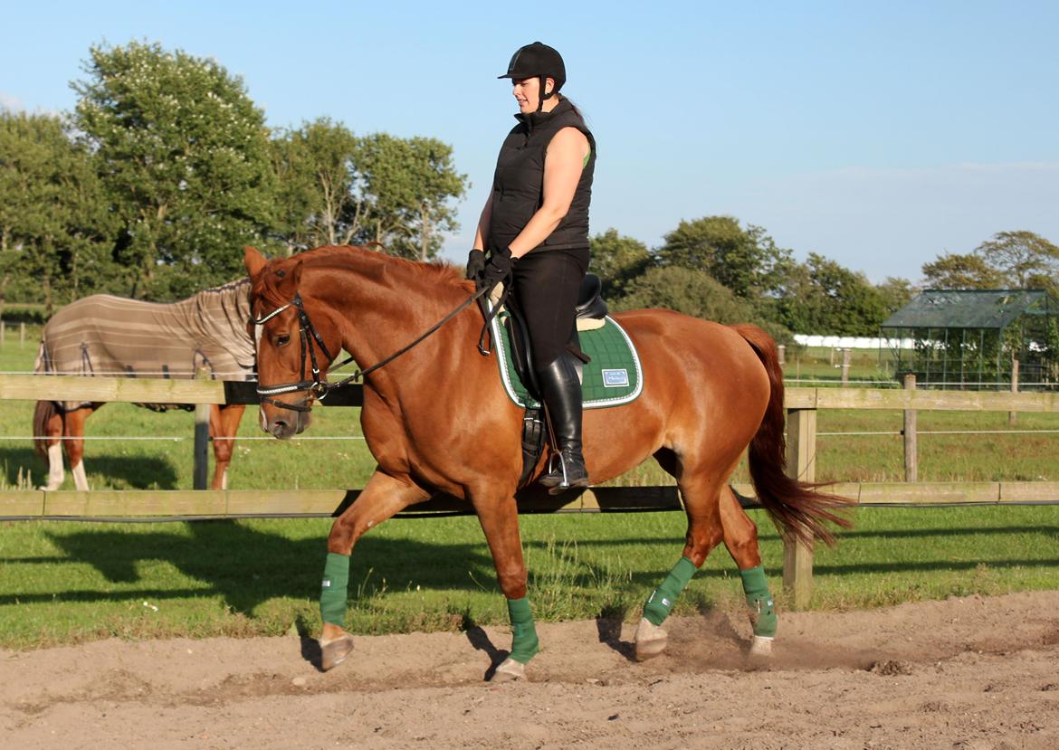 Anden særlig race Athene (SOLGT) - Lækre Athene med sit nye RBH sæt :) billede 23