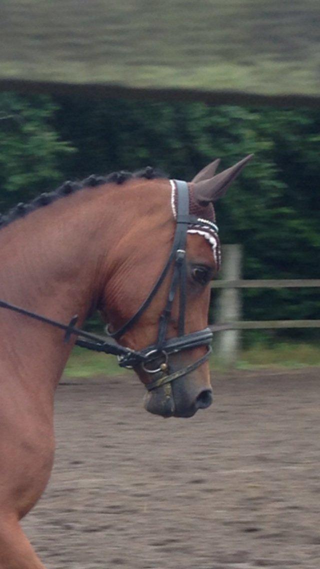 DSP De Bello billede 2