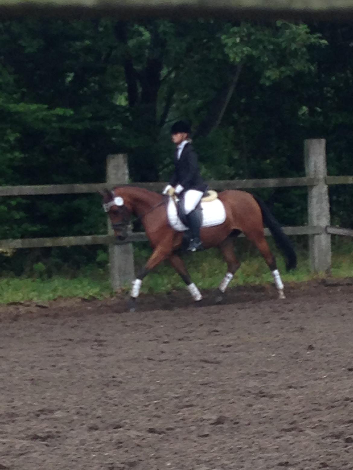 DSP De Bello billede 4