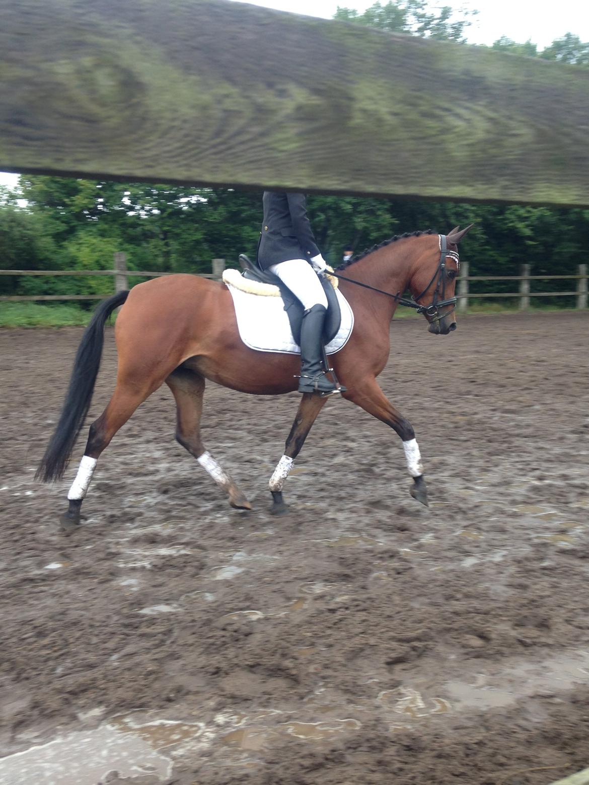 DSP De Bello billede 5