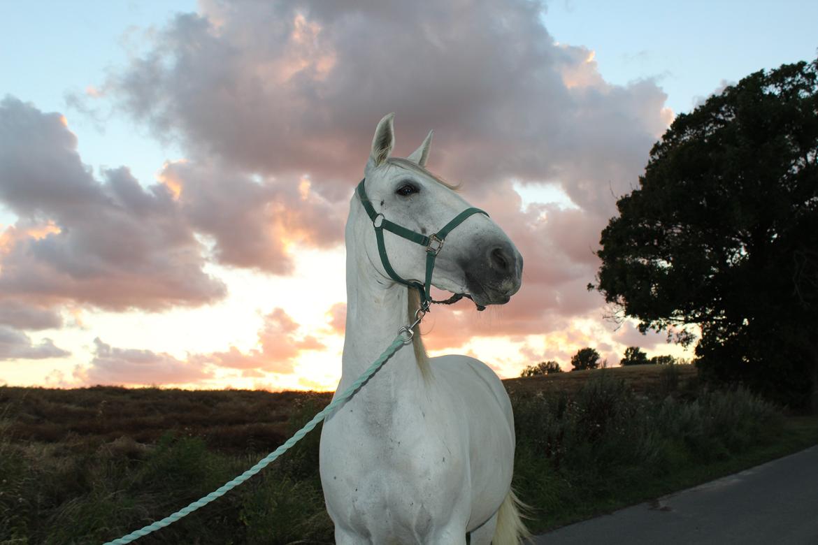 Lusitano Vento - Aftentur billede 15