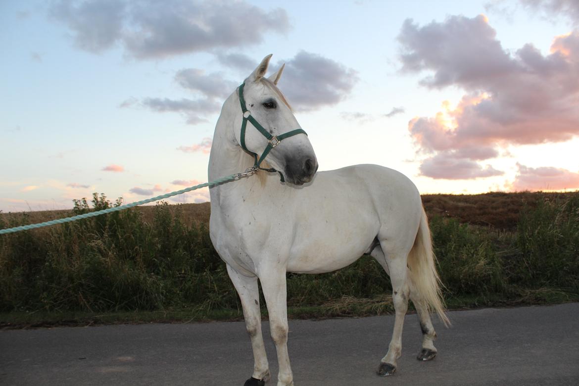 Lusitano Vento - En vidunderlig aftentur til fods :) billede 6