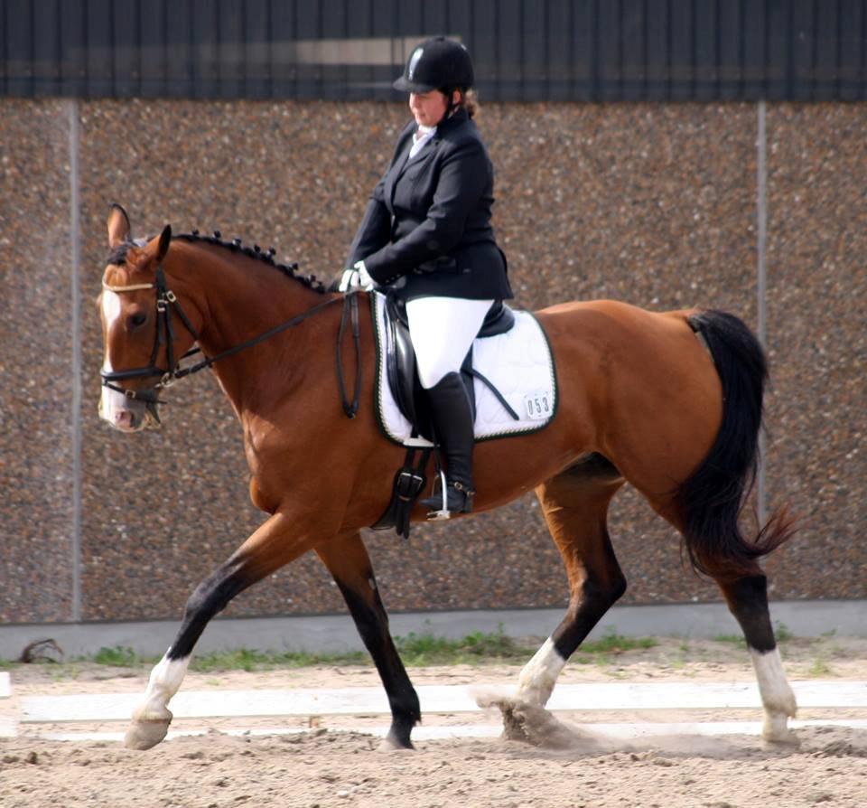 Hollandsk Varmblod Octopussy aka Pusle - LB1 Han Herred områdmesterskab 2013.
Fotograf Diana Klein billede 22