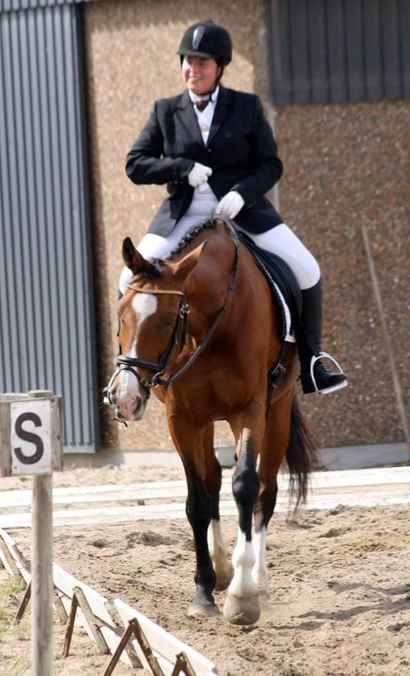 Hollandsk Varmblod Octopussy aka Pusle - Tilfreds efter min LB1 finale i områdmesterskab i Han Herred august 2013.
Fotograf: Diana Klein billede 23