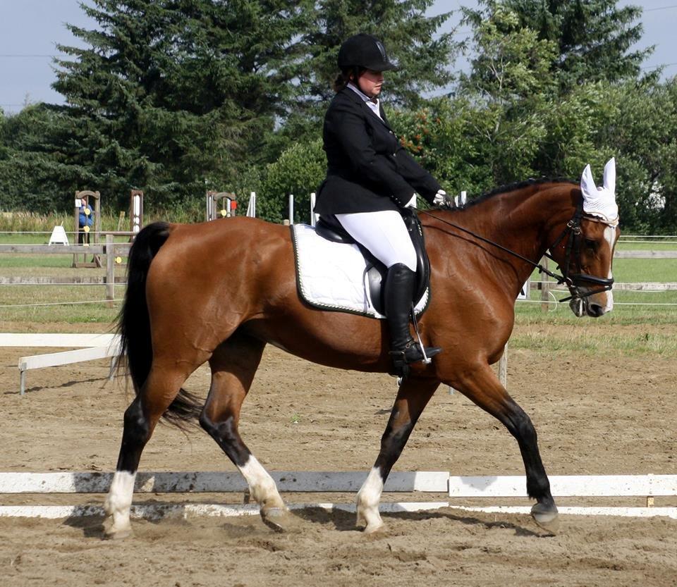 Hollandsk Varmblod Octopussy aka Pusle - LC3 - Han Herred områdmesterskab 2013 fotograf: Lærke Rank billede 1