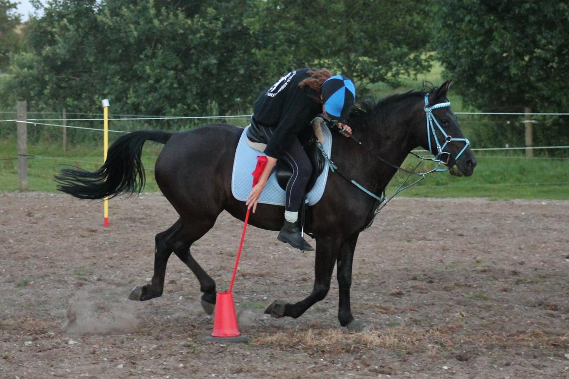 Anden særlig race Agerhøjgårds Avance billede 31