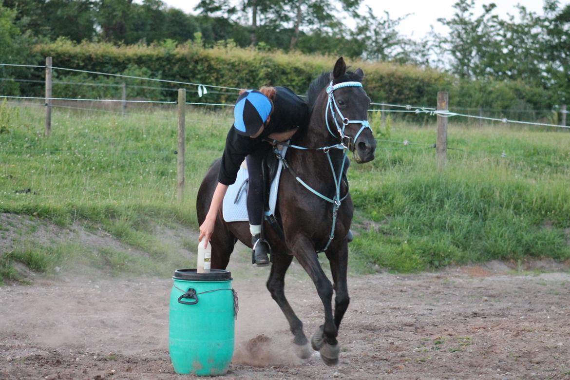 Anden særlig race Agerhøjgårds Avance billede 17