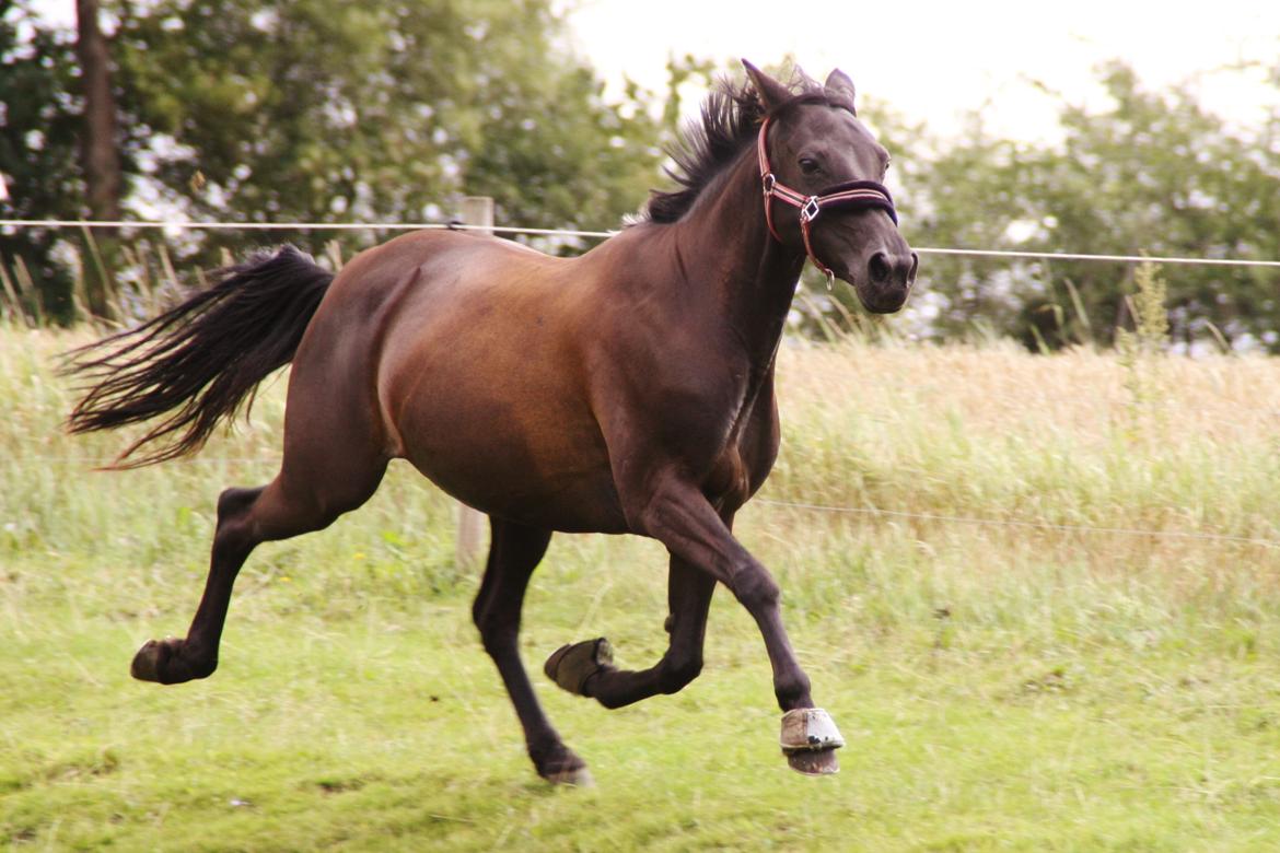 Anden særlig race Agerhøjgårds Avance billede 28