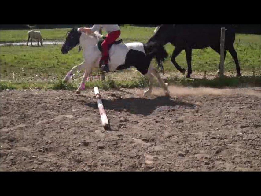 Anden særlig race Dixie  billede 27