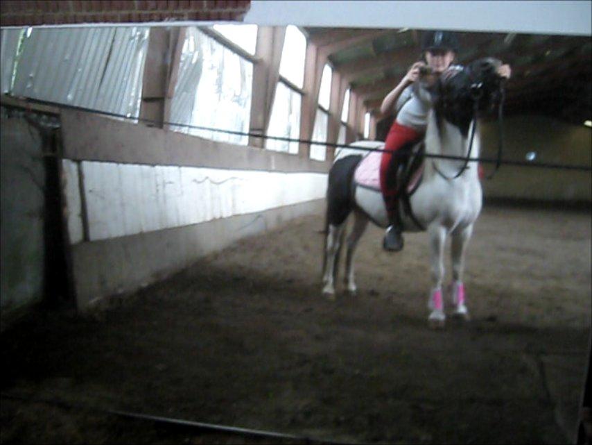 Anden særlig race Dixie  billede 23