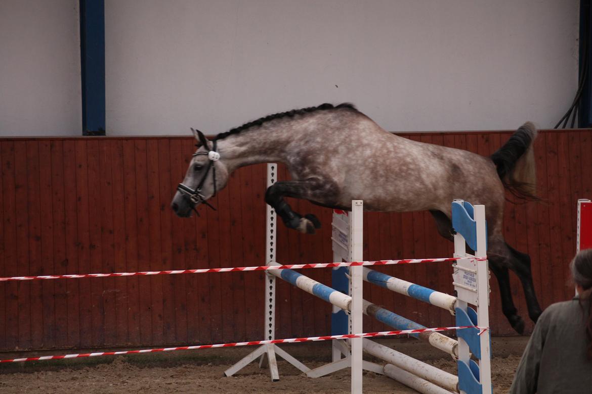 Sportsaraber (A) LOBERGS ARABIAN DACAPO - DSAH kåring 17. august 2013 billede 13