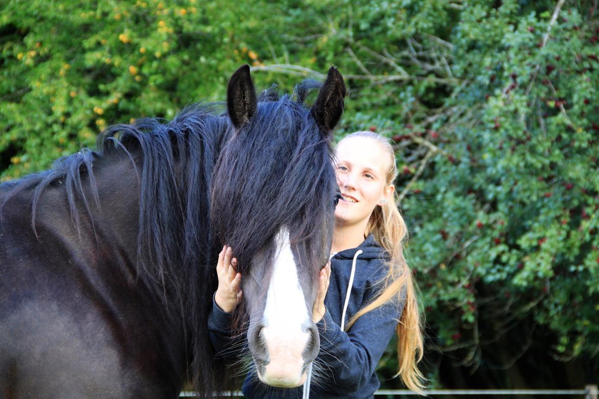 Irish Cob Storelykkes hus Mercedes - Min baby billede 1