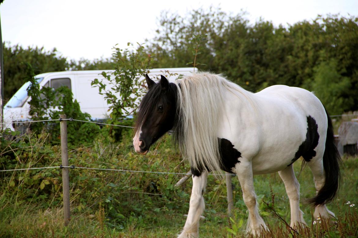 Irish Cob Holms  Emmely billede 5