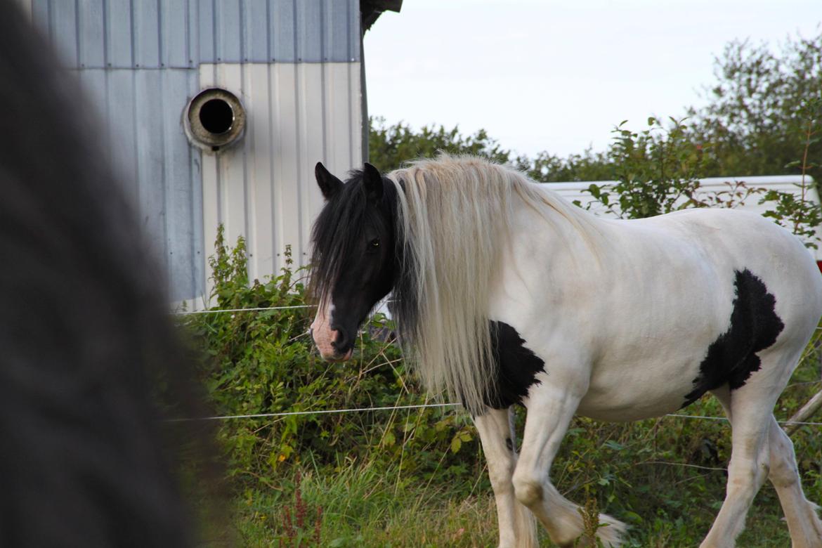 Irish Cob Holms  Emmely billede 17