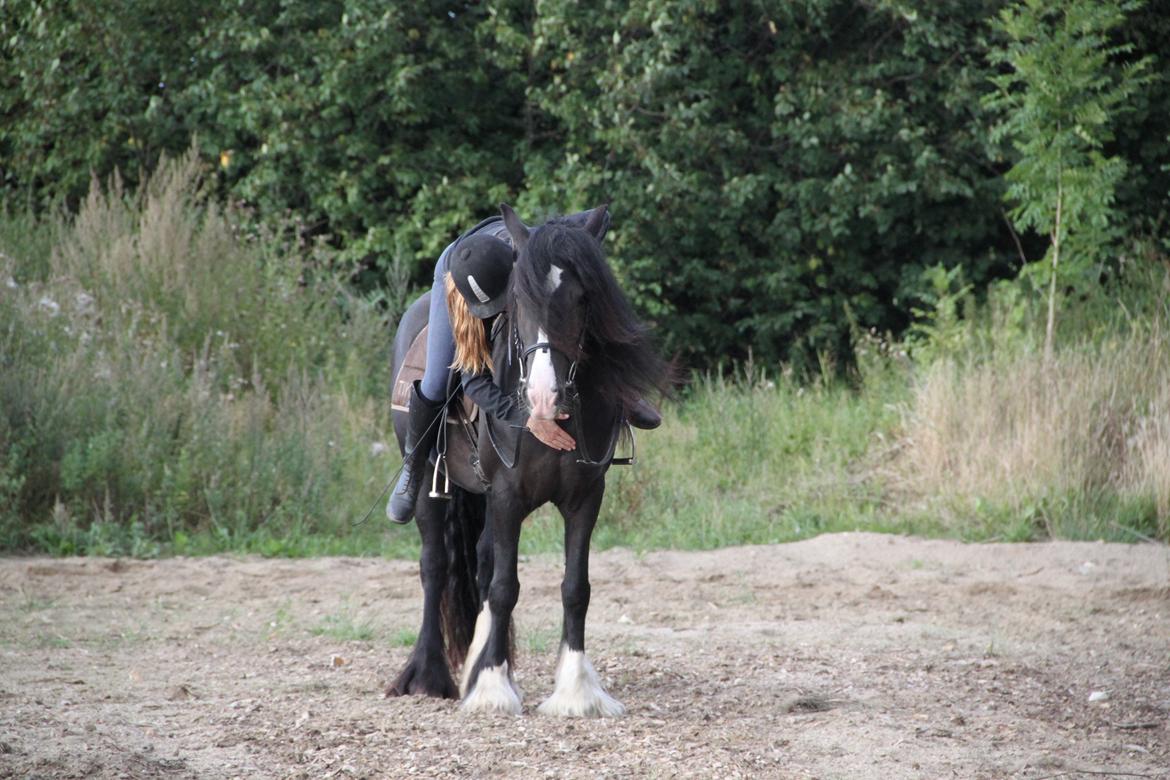 Irish Cob Storelykkes hus Mercedes - Udgiver lige lidt ros efter en god ride tur. billede 24