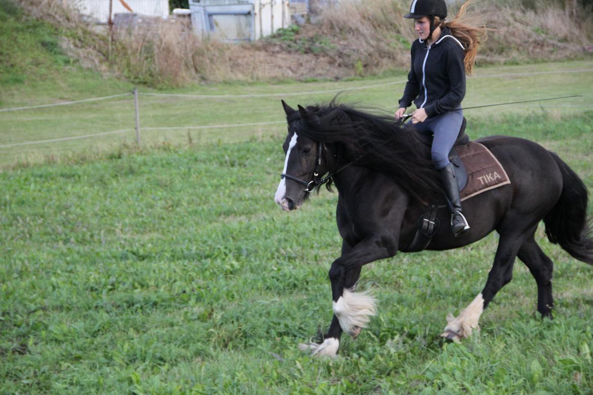 Irish Cob Storelykkes hus Mercedes billede 12