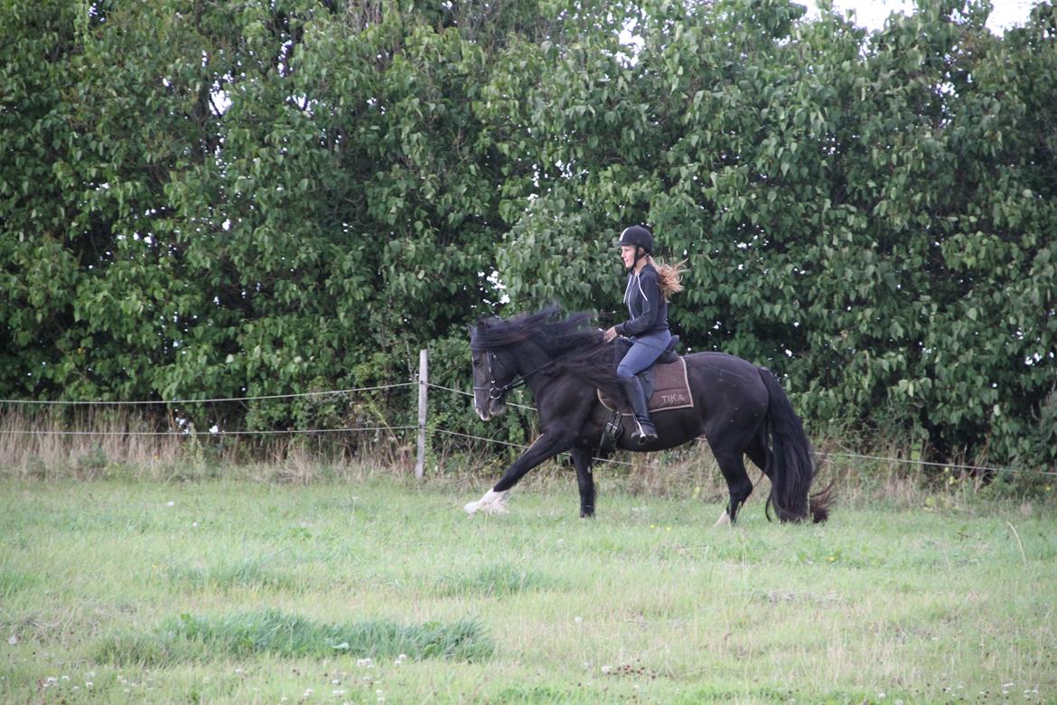 Irish Cob Storelykkes hus Mercedes billede 14