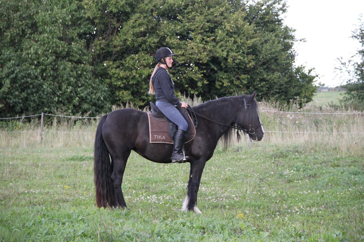 Irish Cob Storelykkes hus Mercedes billede 15