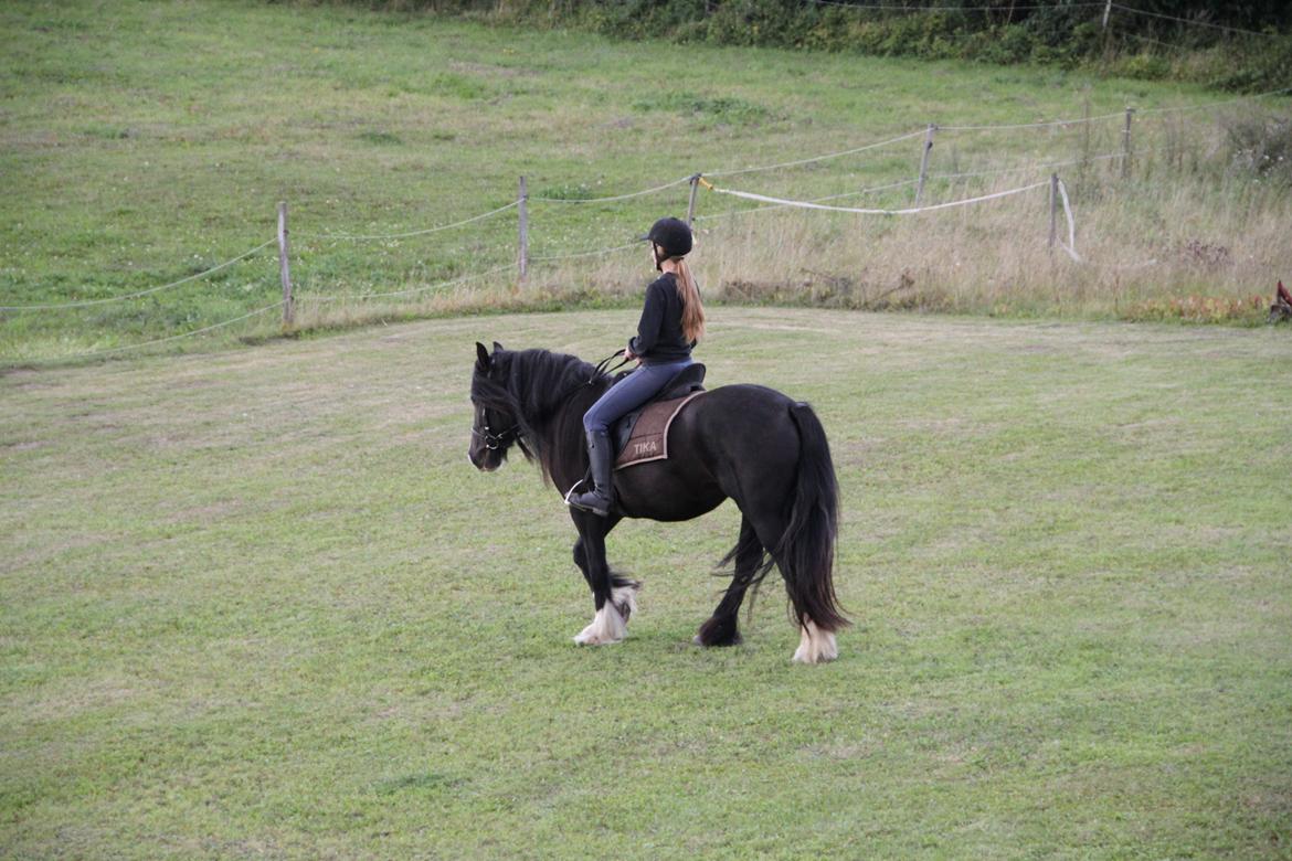 Irish Cob Storelykkes hus Mercedes billede 16