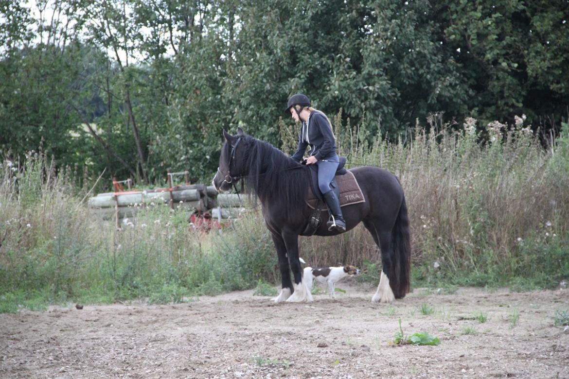 Irish Cob Storelykkes hus Mercedes billede 17