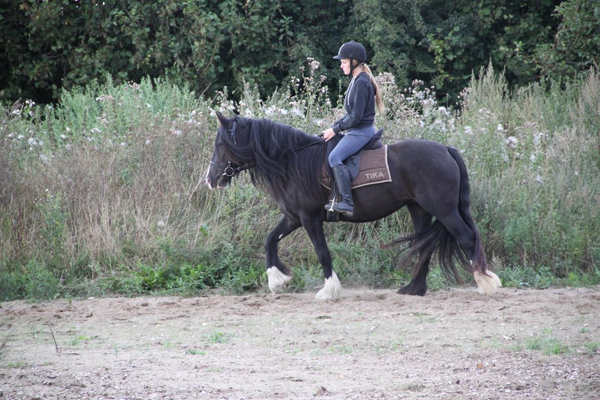 Irish Cob Storelykkes hus Mercedes billede 19