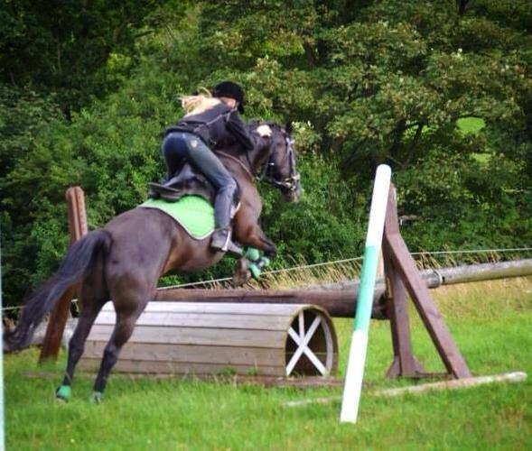 Welsh Cob (sec D) Bjerregård Zeus - Årh elsker dig skat! billede 18