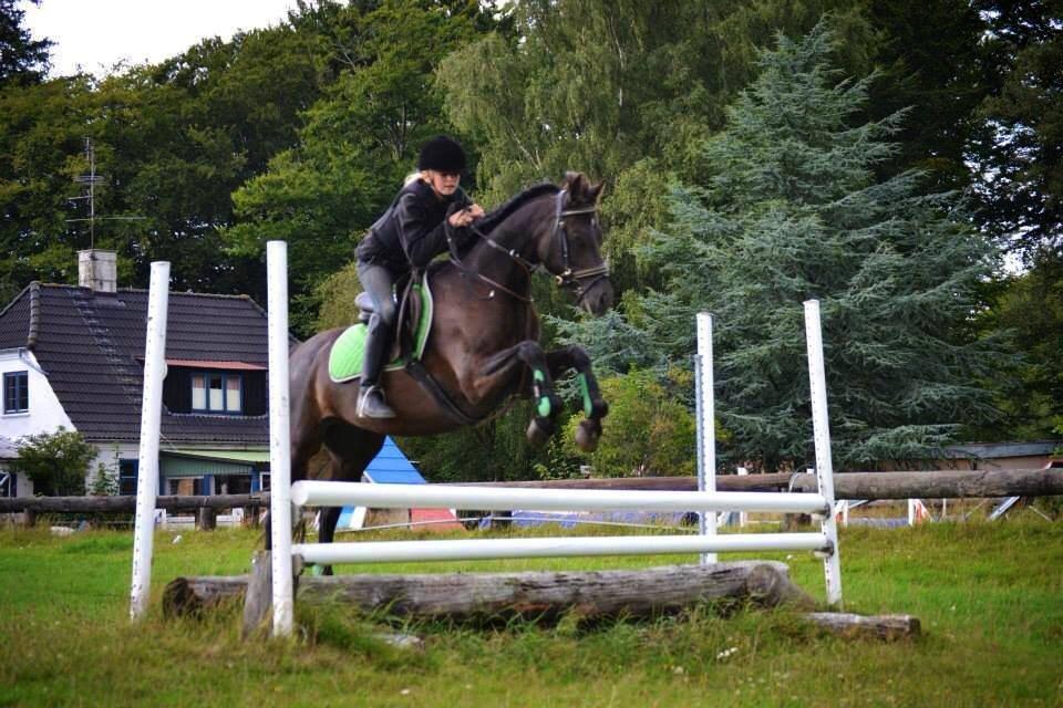 Welsh Cob (sec D) Bjerregård Zeus - 90cm! billede 19