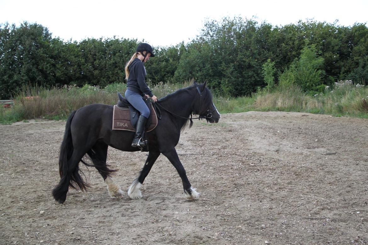 Irish Cob Storelykkes hus Mercedes billede 21