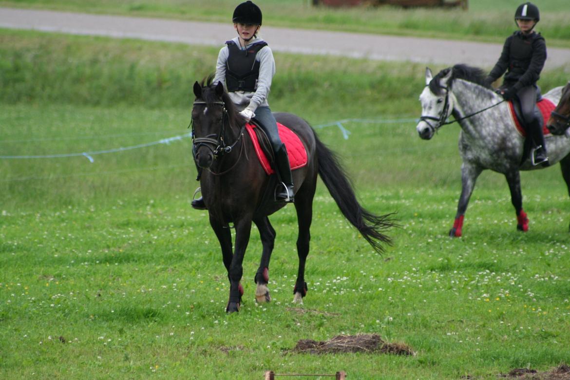 Welsh Cob (sec D) Bjerregård Zeus - Branderup!<3 billede 20