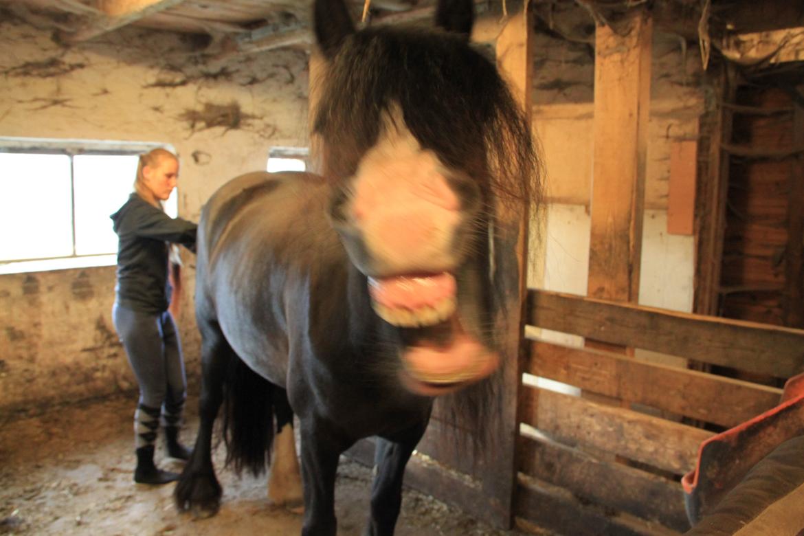 Irish Cob Storelykkes hus Mercedes billede 22