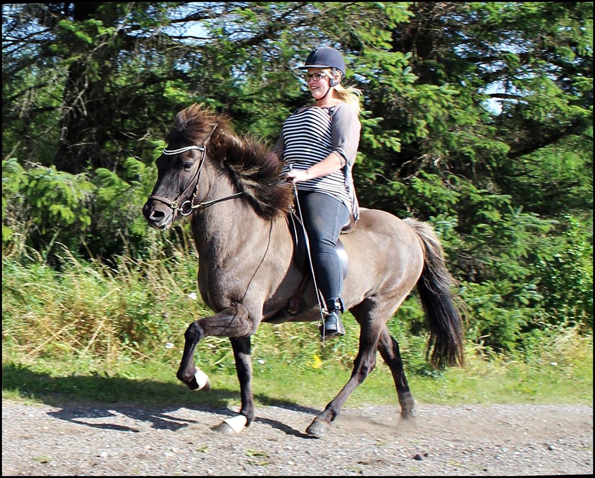 Islænder Hraunbúa fra Skarholt billede 7