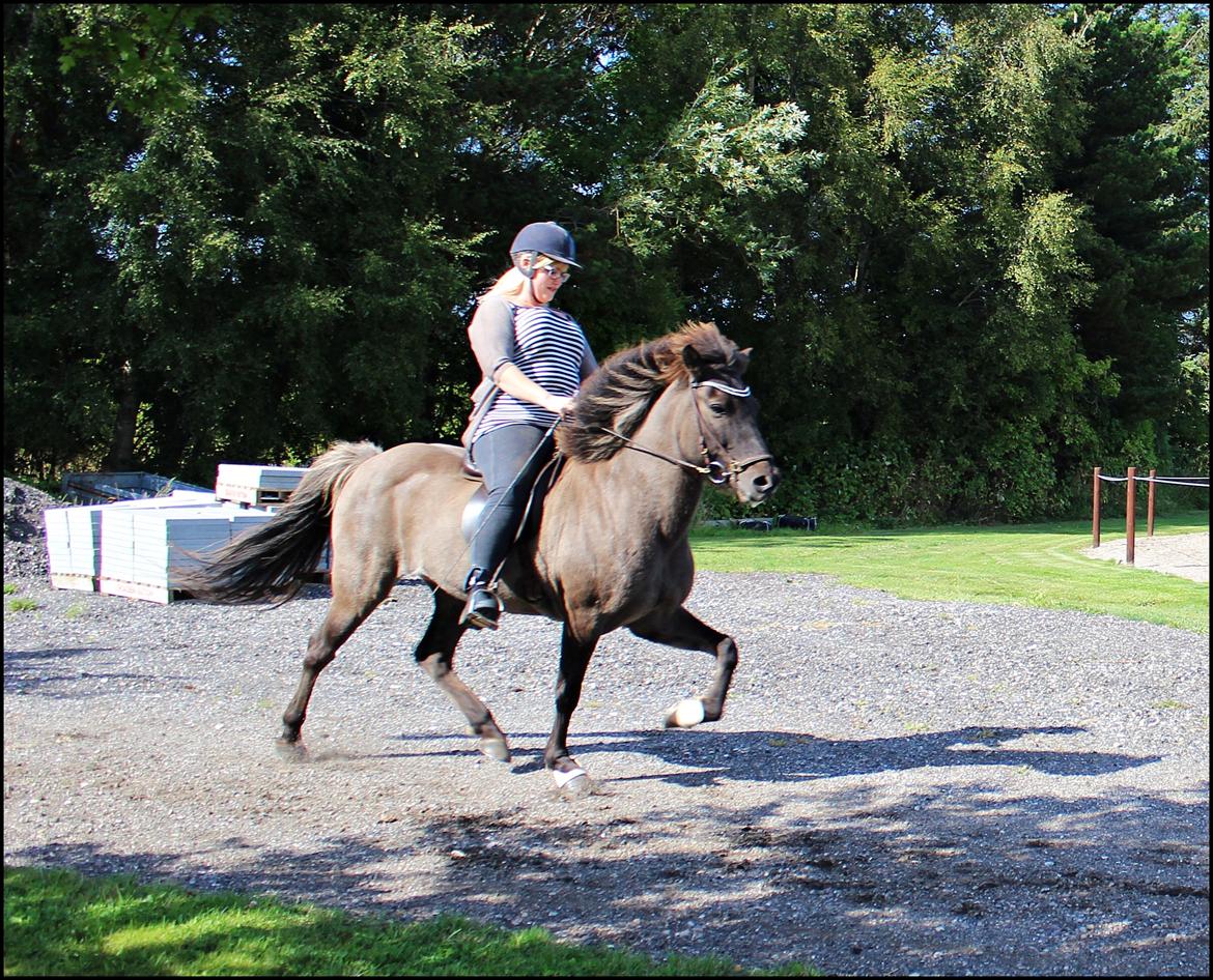 Islænder Hraunbúa fra Skarholt billede 20