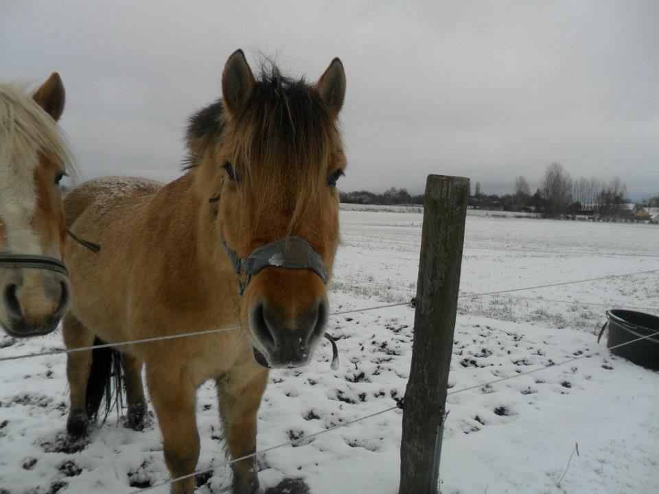 Fjordhest Alfa - Min bamse i vinters!<3 billede 10