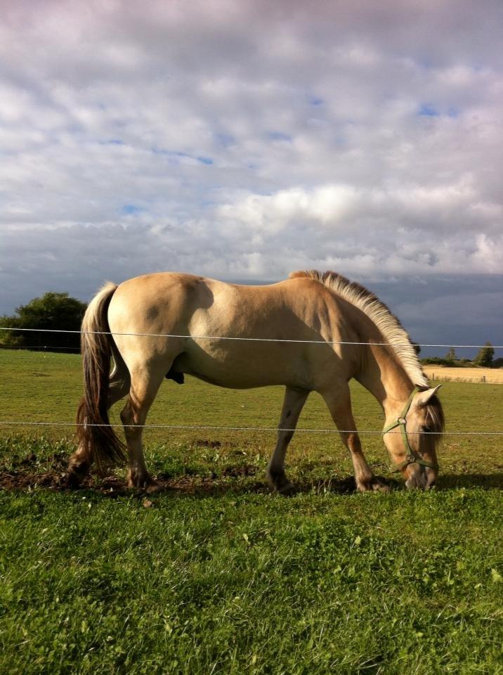 Fjordhest Alfa - Min dejlige pony græsser!<3 billede 2
