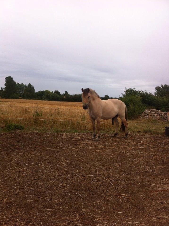 Fjordhest Alfa - Bassemanden får øje på mig i folden!<3 billede 8