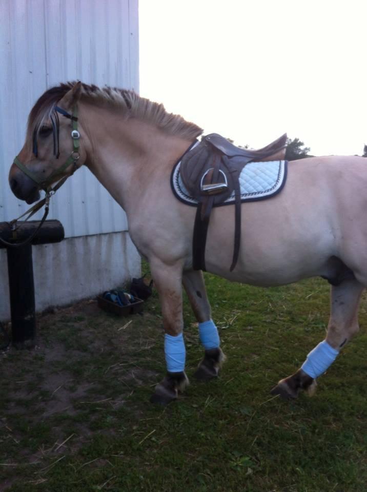 Fjordhest Alfa - Så ponyen klar til at ride!<3 billede 16