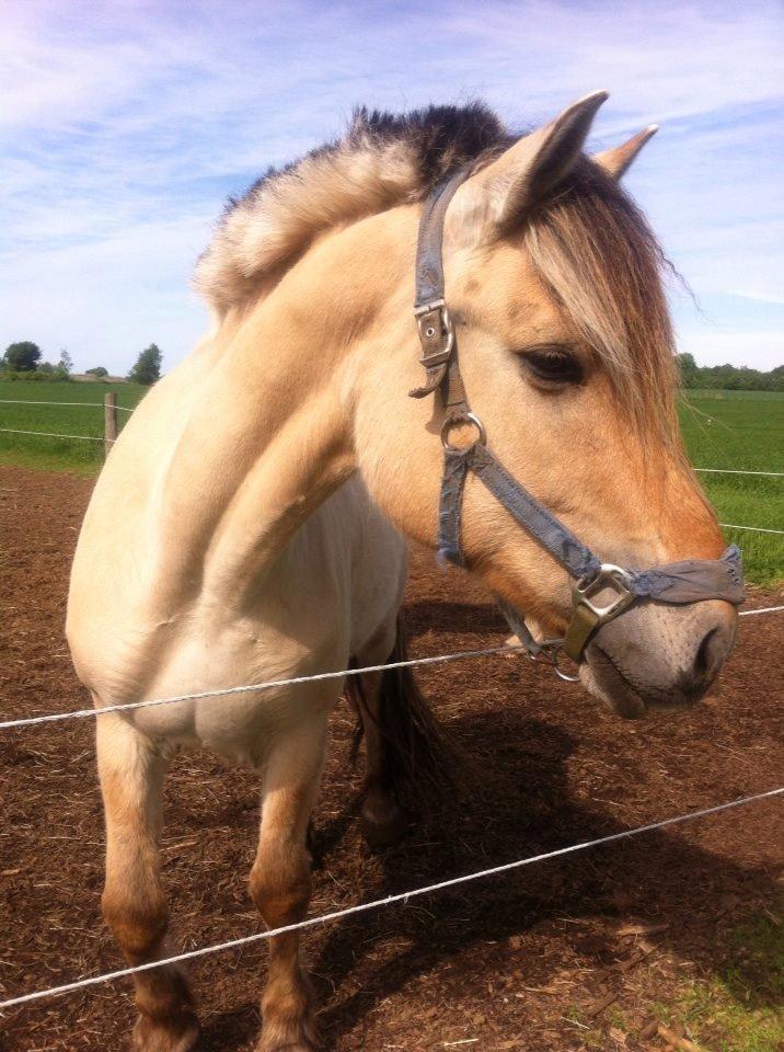 Fjordhest Alfa - Sikke en smuk pony!<3 billede 17