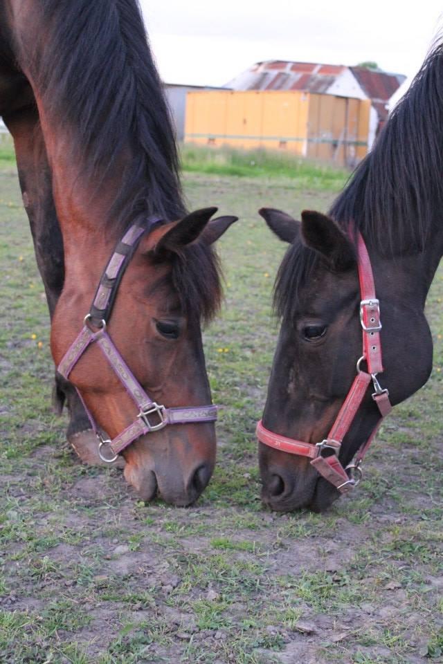 Traver (Opal F.H.) Tana billede 4