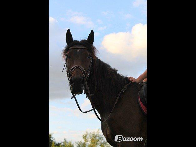 Traver (Opal F.H.) Tana billede 9