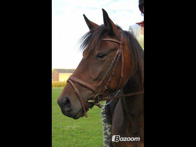 Traver (Opal F.H.) Tana billede 11