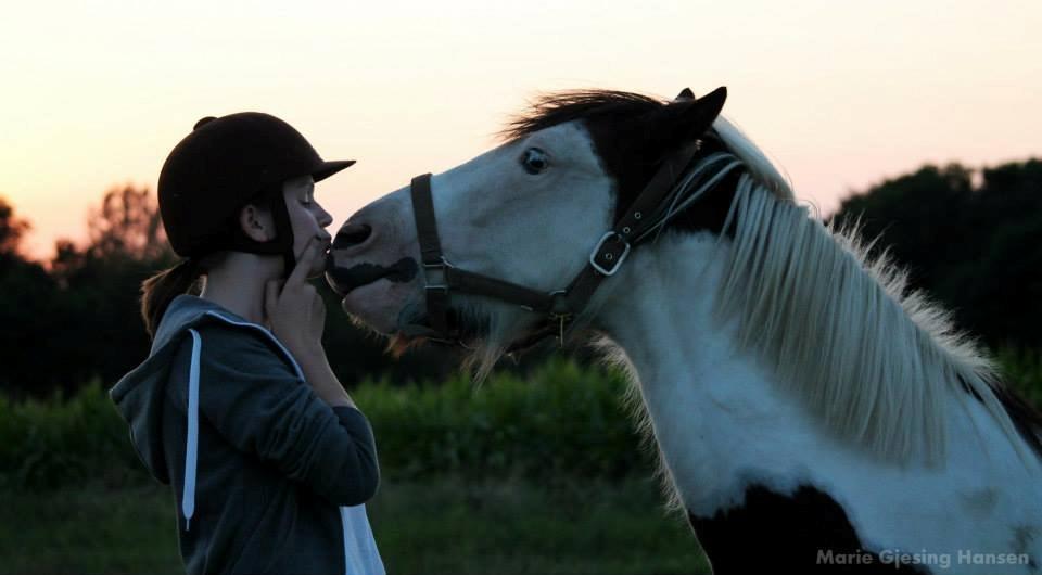 Irish Cob Crossbreed Palle - Foto: Marie Gjesing Hansen billede 12