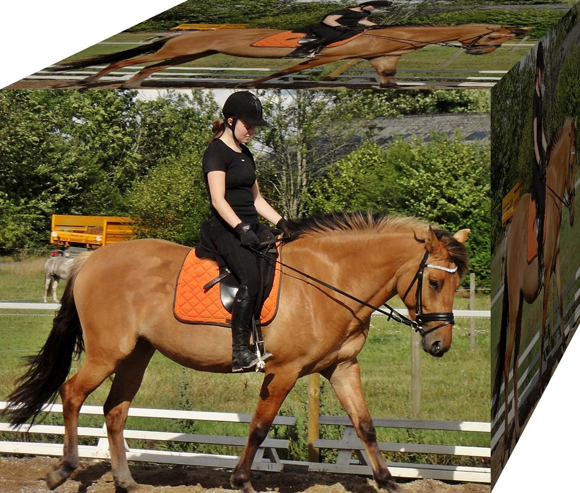 Anden særlig race Mon Chéri billede 6