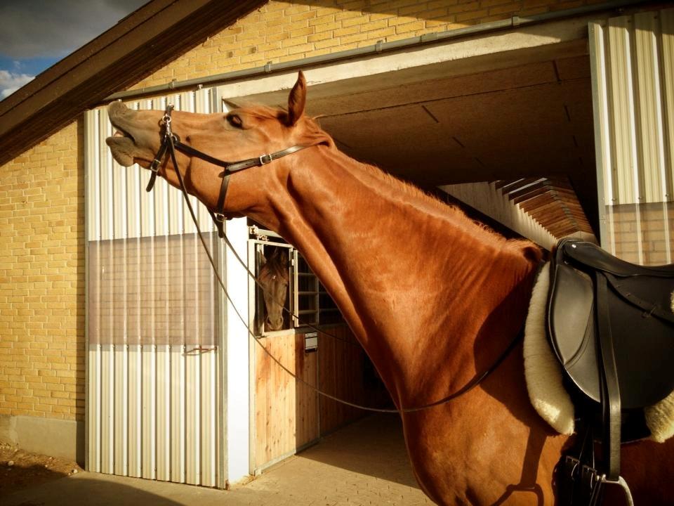 Tysk Oldenburger Immernenz (Bimmer) <3 - d. 19.08.2013. Her er det nye trick vi kan gøre på kommando ;) billede 1